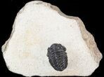 Nice Acastoides Trilobite - Foum Zguid, Morocco #39881-2
